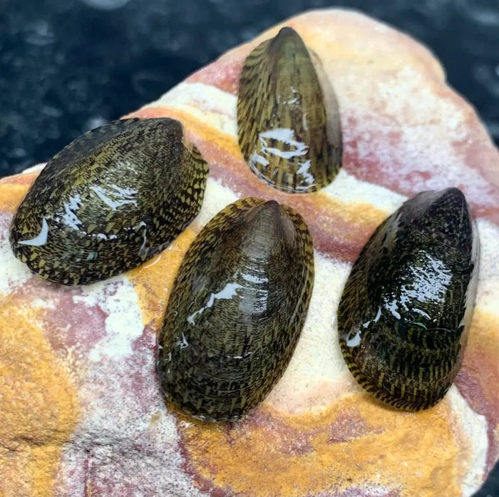 Four glossy dark green and brown mottled nerite snail shells with intricate ridged patterns on a colorful rock surface
