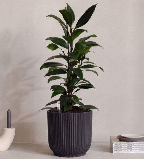 African Fig in Self-watering Pot