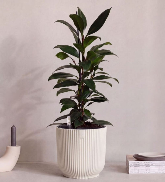 African Fig in Self-watering Pot