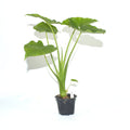 Alocasia odora
