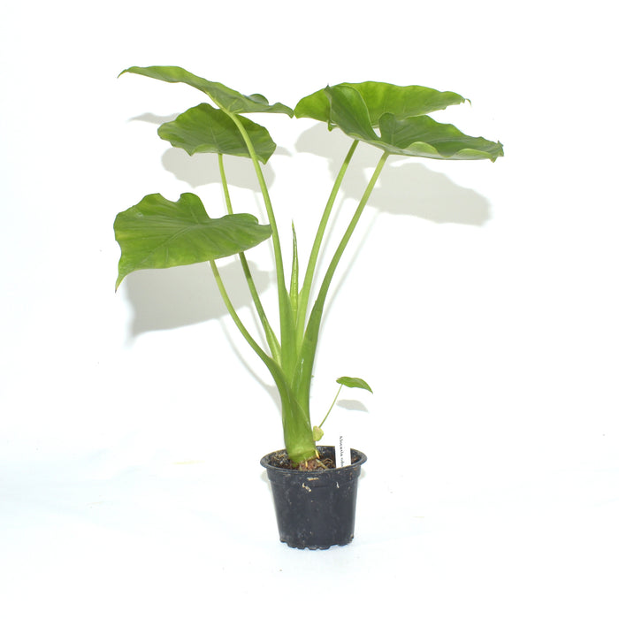 Alocasia odora