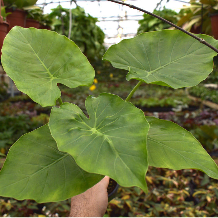Alocasia odora