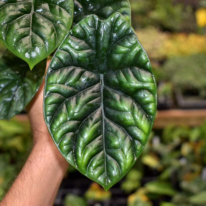 Alocasia sinuata