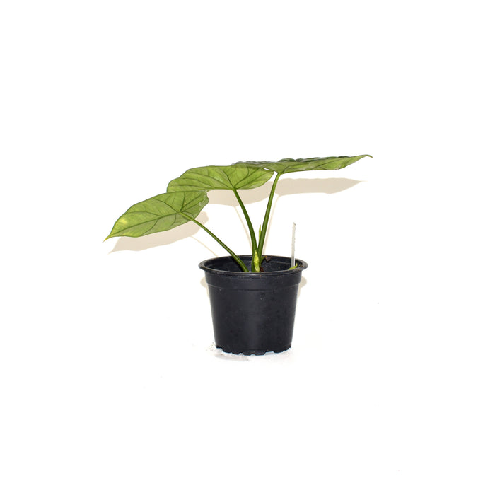 Alocasia sinuata