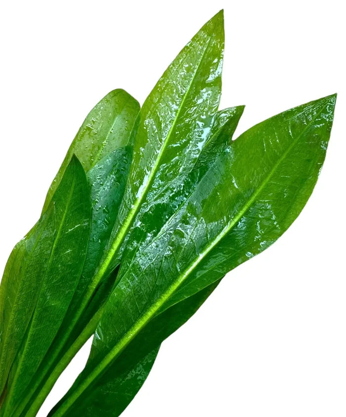 Amazon Sword Plant with green leafy blades and water droplets