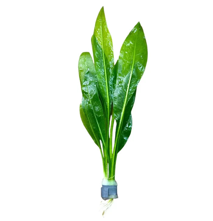 Amazon Sword Plant with broad green leaves and gray base for aquariums