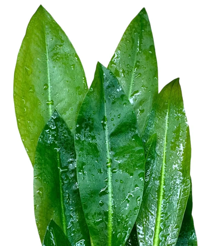 Vibrant Amazon Sword Plant with glossy green leaves and water droplets