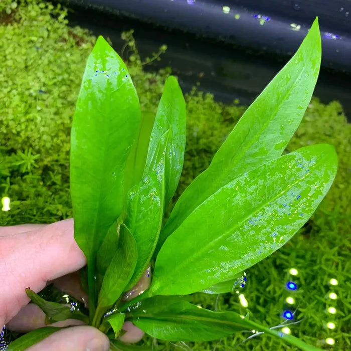 Amazon Sword Plant with broad green leaves for aquariums