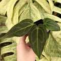 Anthurium 'Blue Velvet' x self