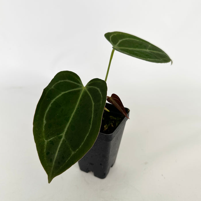Anthurium 'Blue Velvet' x self