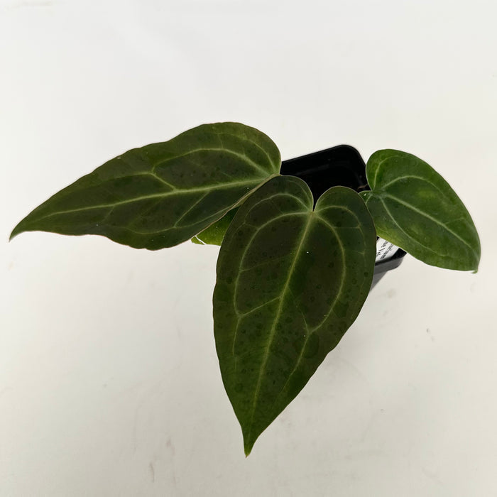 Anthurium 'Blue Velvet' x self