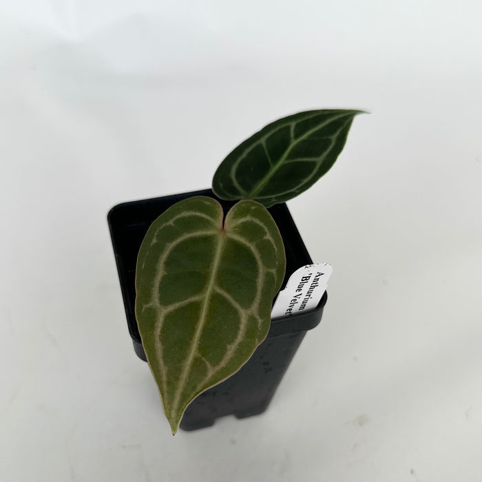Anthurium 'Blue Velvet' x self