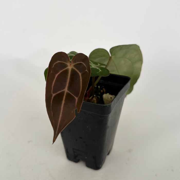 Anthurium carlablackiae x 'Doc Block F2'