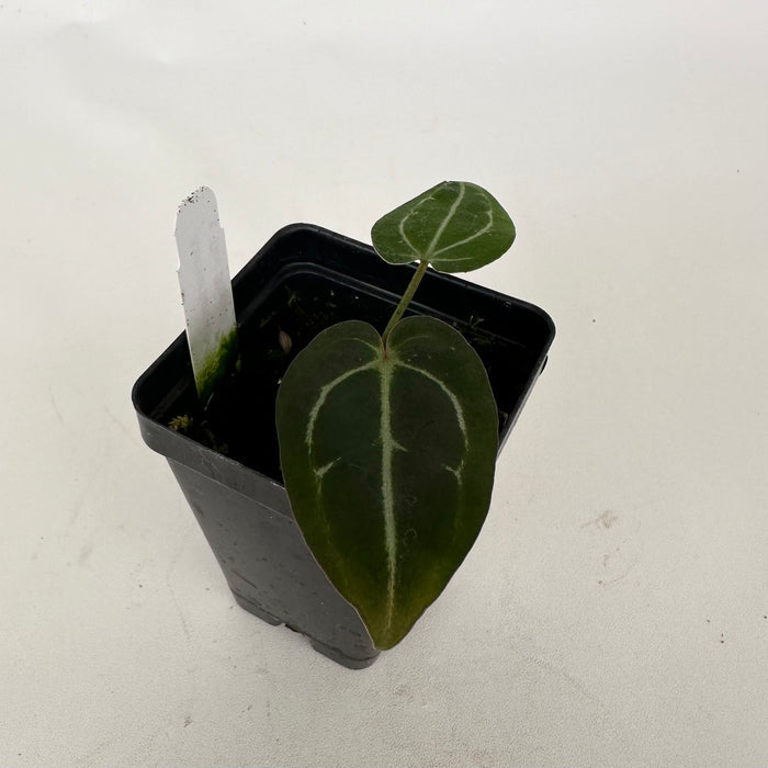 Anthurium carlablackiae x 'Doc Block F2'