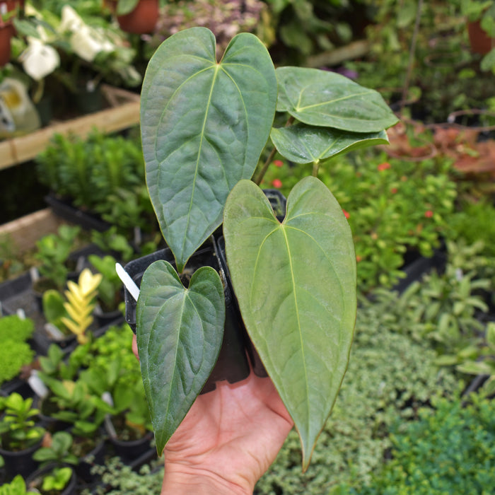 Anthurium crystallinum x Unknown