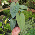 Anthurium crystallinum x Unknown