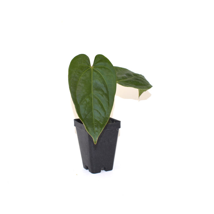 Anthurium crystallinum x Unknown