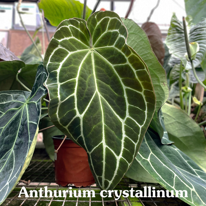 Anthurium crystallinum x Unknown