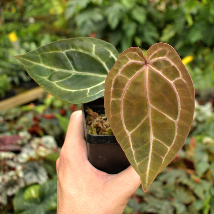 Anthurium 'Doc Block F3'