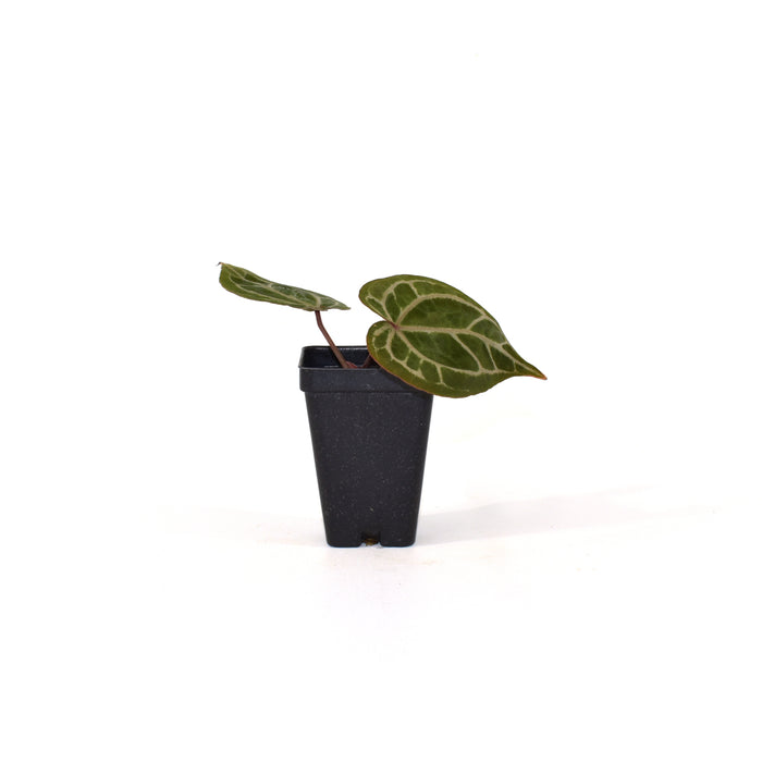 Anthurium 'Doc Block F3'