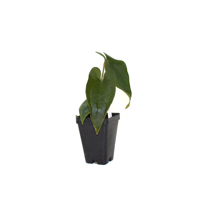 Anthurium forgetii/'Ace of Spades' x nigrolaminum 'Gigi'
