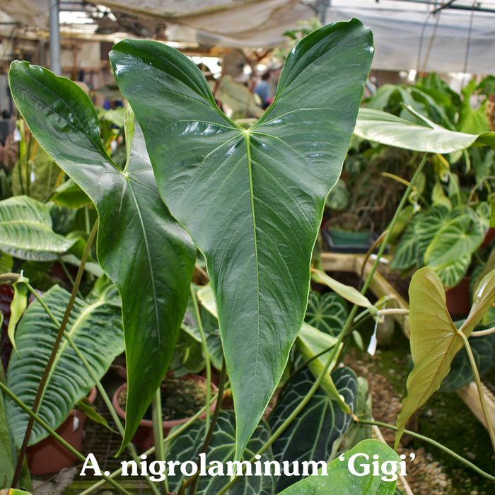 Anthurium forgetii/'Ace of Spades' x nigrolaminum 'Gigi'