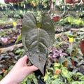 Anthurium magnificum/forgetii x nigrolaminum 'Gigi'