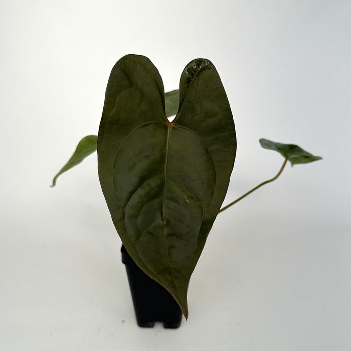 Anthurium magnificum/forgetii x nigrolaminum 'Gigi'