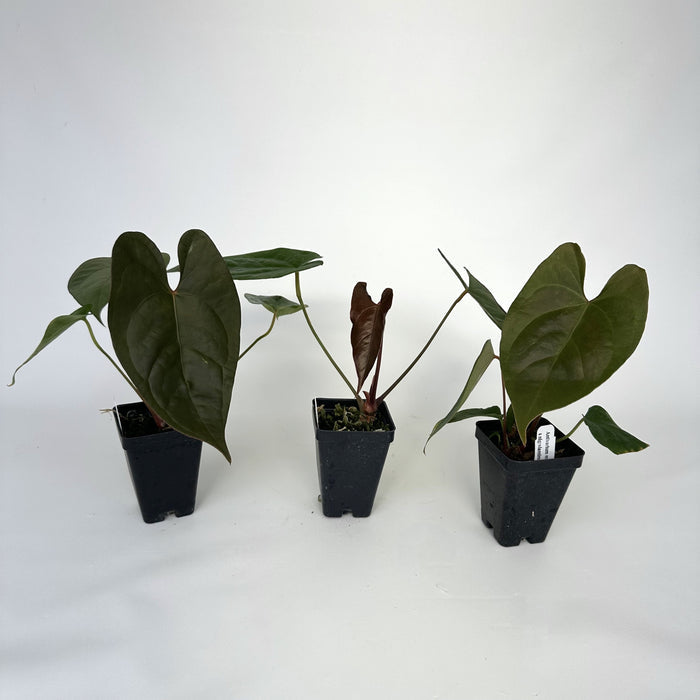 Anthurium magnificum/forgetii x nigrolaminum 'Gigi'