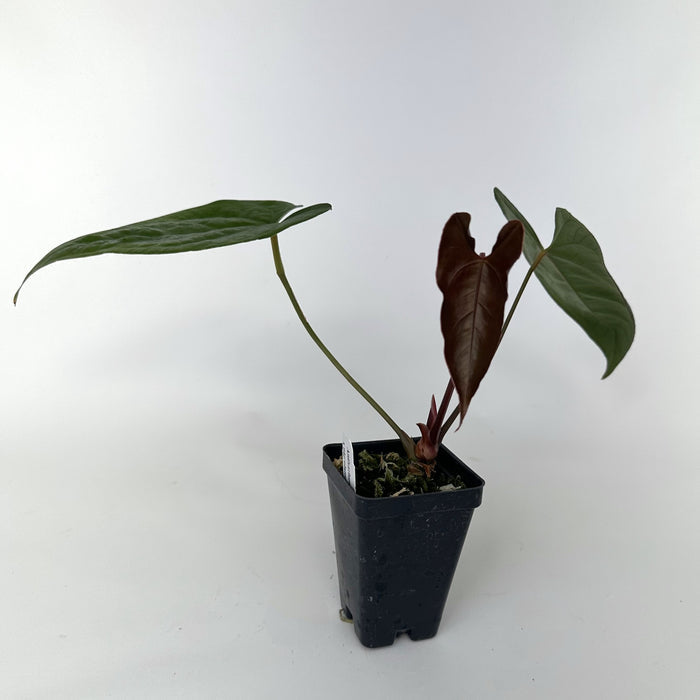 Anthurium magnificum/forgetii x nigrolaminum 'Gigi'
