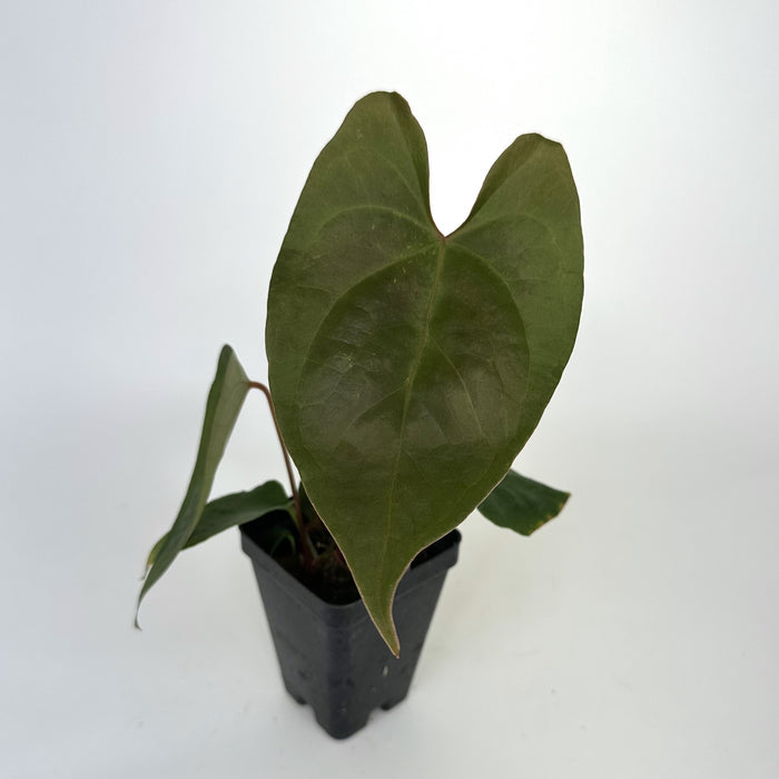 Anthurium magnificum/forgetii x nigrolaminum 'Gigi'