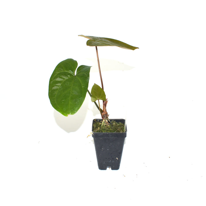 Anthurium 'Not The Mama' x unknown
