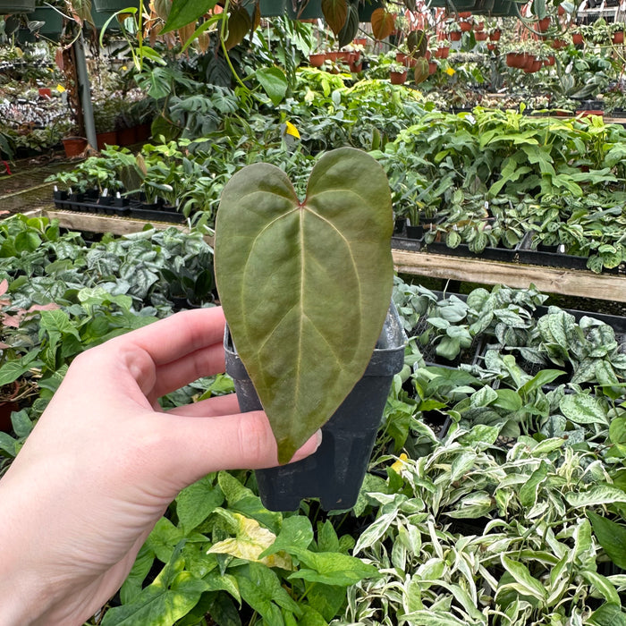 Anthurium papillilaminum/'Ace of Spades' x 'Prince of Darkness'