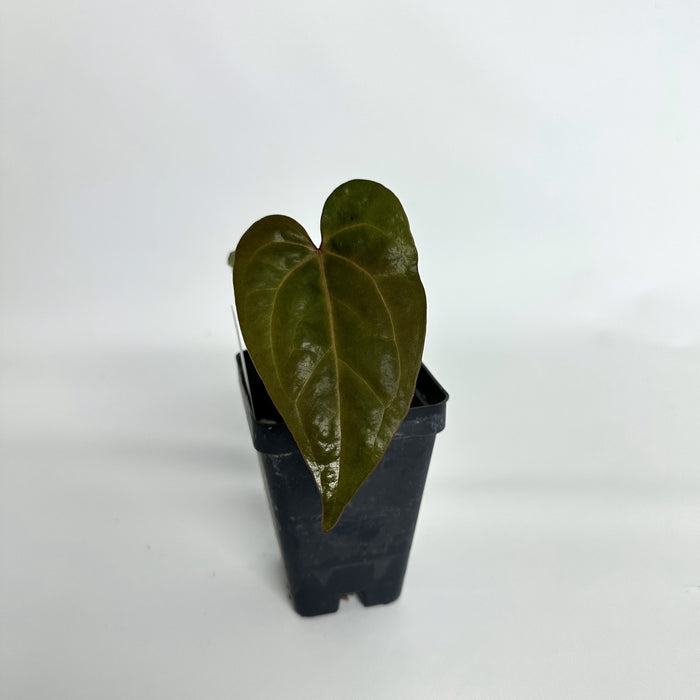 Anthurium papillilaminum/'Ace of Spades' x 'Prince of Darkness'