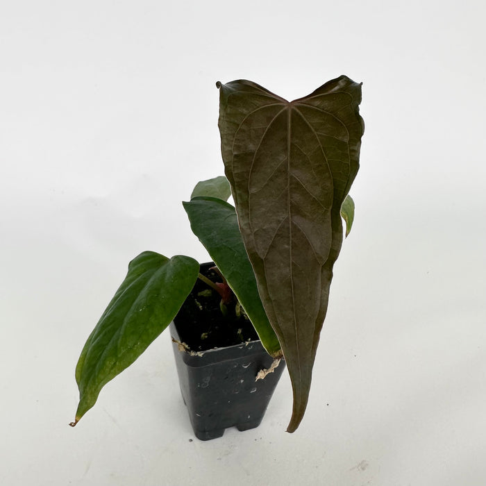 Anthurium 'Prince of Darkness' x nigrolaminum 'Gigi'