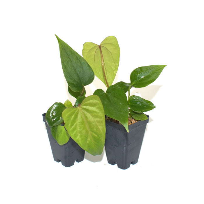 Anthurium 'Prince of Darkness' x nigrolaminum 'Gigi'