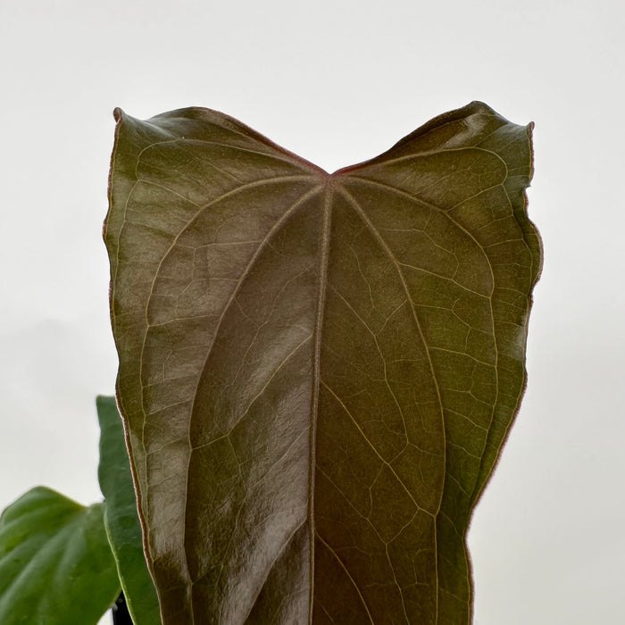Anthurium 'Prince of Darkness' x nigrolaminum 'Gigi'