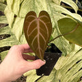 Anthurium 'Silver Blush' x 'Prince of Darkness'