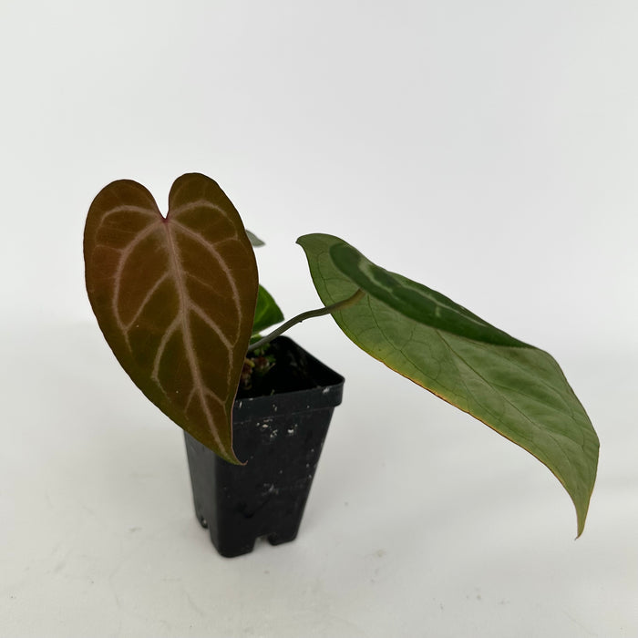 Anthurium 'Silver Blush' x 'Prince of Darkness'
