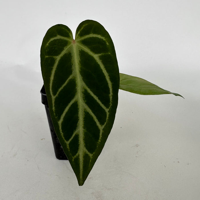 Anthurium 'Silver Blush' x 'Prince of Darkness'