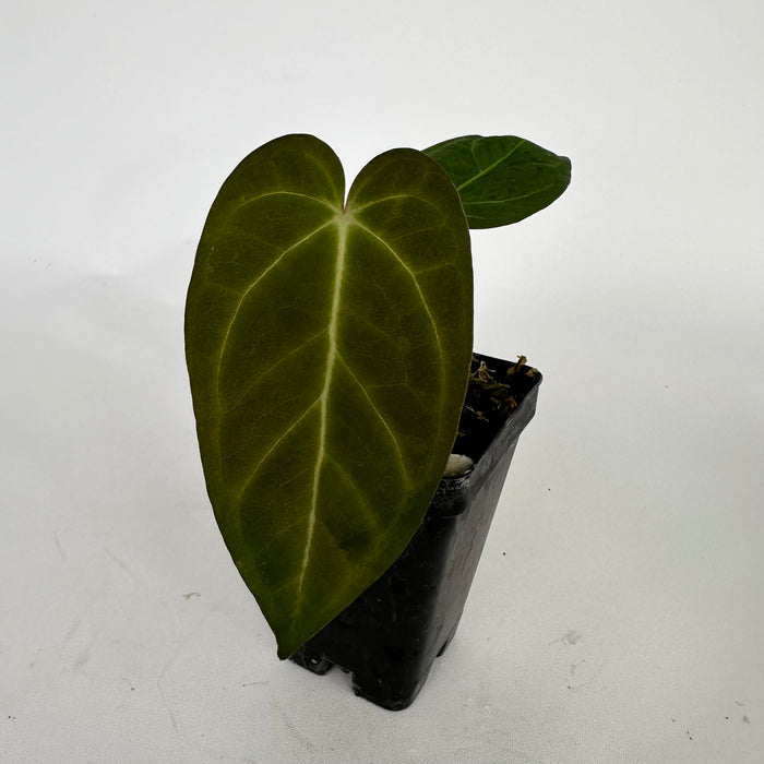 Anthurium 'Silver Blush' x 'Prince of Darkness'