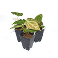 Anthurium 'Silver Blush' x 'Wuhoo's First Night'