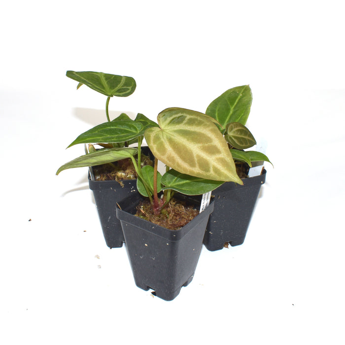Anthurium 'Silver Blush' x 'Wuhoo's First Night'