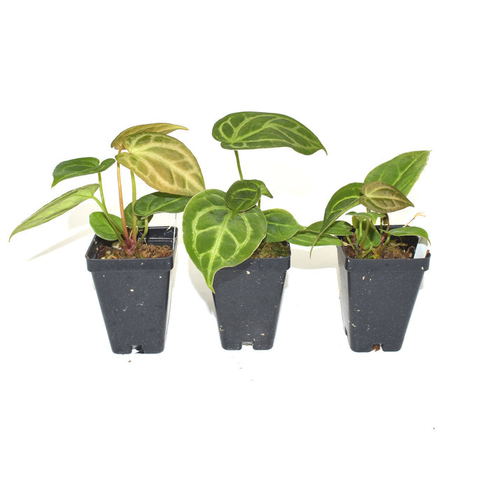Anthurium 'Silver Blush' x 'Wuhoo's First Night'