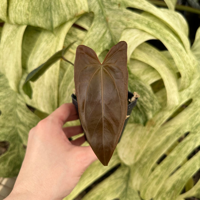 Anthurium 'Zara' x nigrolaminum 'Gigi'