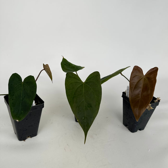 Anthurium 'Zara' x nigrolaminum 'Gigi'
