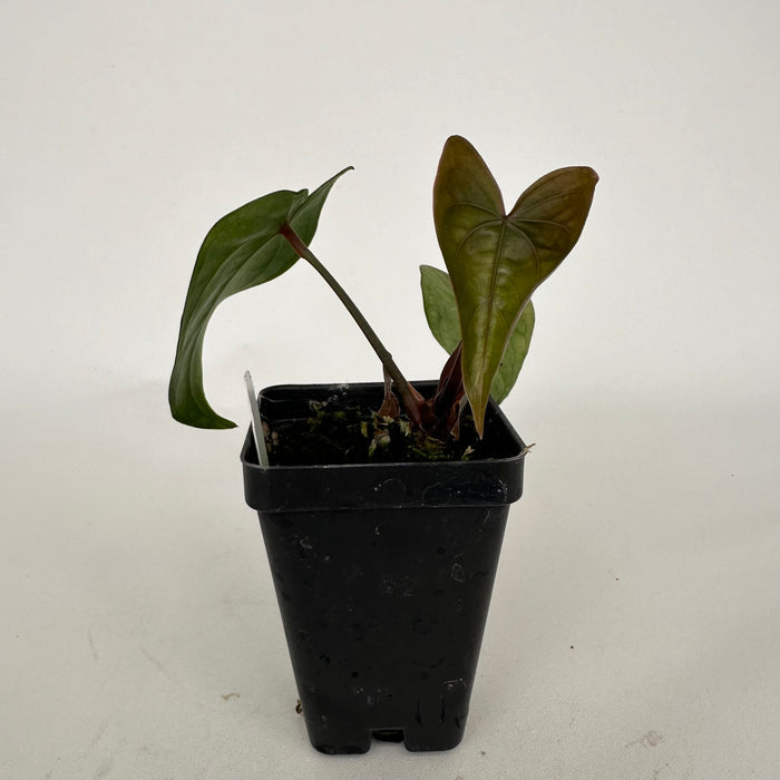 Anthurium 'Zara' x nigrolaminum 'Gigi'