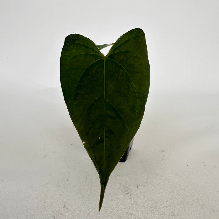Anthurium 'Zara' x nigrolaminum 'Gigi'