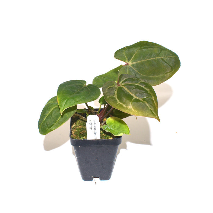 Anthurium 'Zara'/Michelle' x 'Not The Mama'