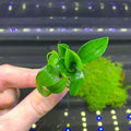 Hand holding Anubias Nana Petite green broad-leaf aquatic plant in aquarium